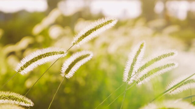 Foxtail Grass in Warm Sunlight