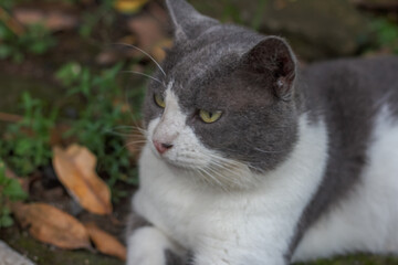 Close-up side profile portrait of a grey and white cat looking away thoughtfully in an outdoor garden setting. © edy waluyo
