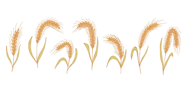 Set of hand drawn cereal wheat oat rye barley rice ears spikelet clipart Organic wheat bread agriculture farming harvest healthy food Single element for design print packaging label decor