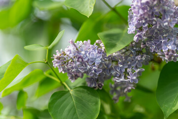 Close up lilac cluster with leaves. Morning light creates soft bokeh and reveals delicate lavender petals and heartshaped green foliage, evoking fresh spring scent and gentle mood © beholdereye