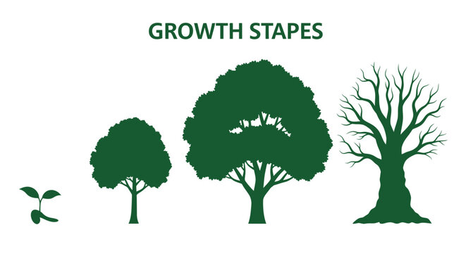 Tree Growth Stages Silhouette.