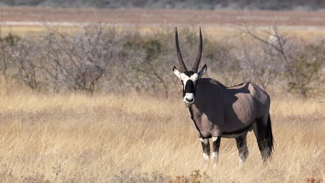 a gemsbok looks at the camera while grazing near namutoni of etosha national park in namibia, africa