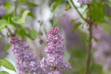 Elegant flower display. Delicate violet spikes with airy bloom patterns. Graceful lilaccolored blossoms with slender panicles suitable for creative marketing projects © beholdereye