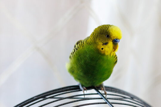 Close-up of a green and yellow budgerigar perched on cage wire, ideal for pet care, animal portrait, birdkeeping, and domestic wildlife content