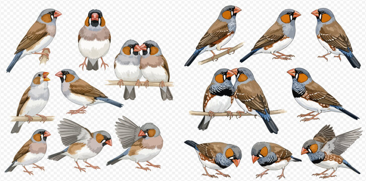 Set of various finch birds in different poses, isolated on a transparent background.