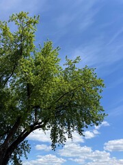 Fototapeta premium Green tree silver maple against blue sky.