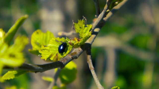 Macro close up of a tiny dark blue Altica flea beetle pest sitting on a fresh green leaf, nibbling the edges under bright sunshine with a beautiful soft focus background of spring foliage