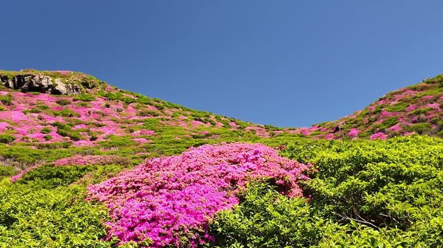 阿蘇の高岳に咲くミヤマキリシマ　天狗の舞台
