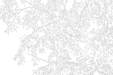 Obraz premium Detailed sketch of bamboo leaves and stalks, emphasizing natural texture and growth patterns on a transparent checkered background.