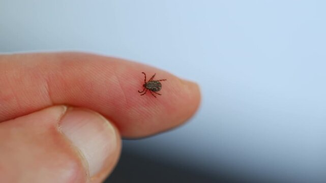 Tick crawling on human finger close up, risk of tick bite and Lyme disease