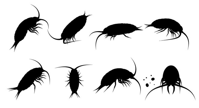Several crustacean silhouettes are depicted in various poses on a white background.