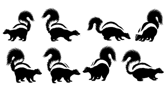 Several skunks are walking and standing in different positions on a plain surface.