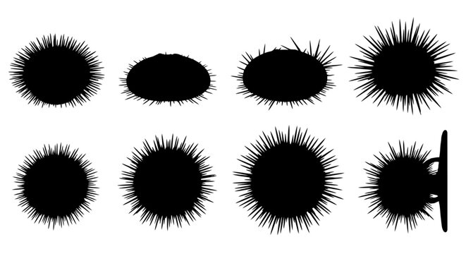 A collection of various false eyelashes arranged on a white surface for display purposes