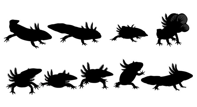 Silhouettes of various salamanders and newts are displayed on a clean white background for reference image-346.ai