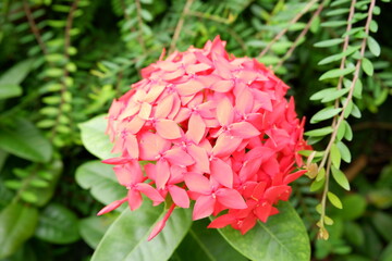 Fototapeta premium Inflorescence of red Ixora coccinea flowers, commonly known as jungle flame, jungle geranium, or Bunga Soka Merah in Indonesia. 