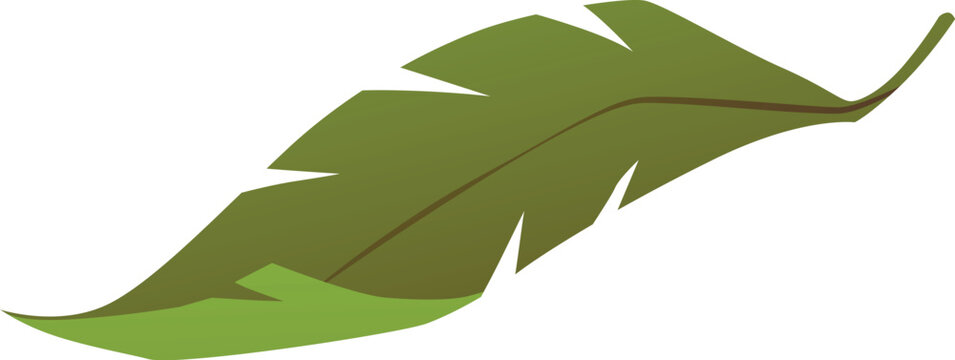Green banana leaf, tropical, exotic plant. Nature, botany.