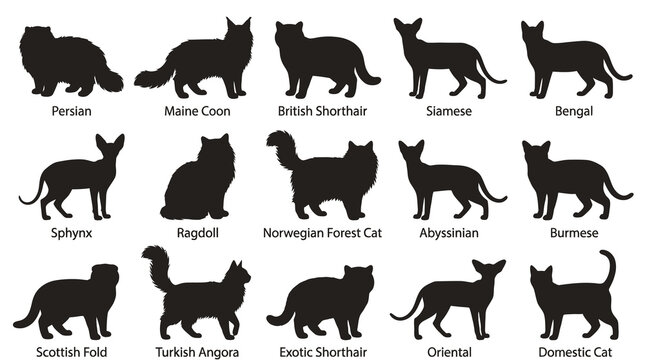 Cat Breeds Silhouettes Set for Pet and Veterinary Industry - Flat Vector Icons  Feline Illustrations