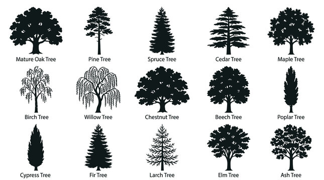 Nature Botany Vector Silhouettes: Diverse Black  White Tree Icon Collection for Environment and Landscape Design
