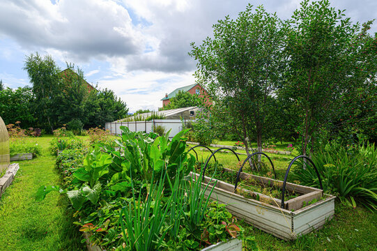 spacious backyard garden with raised vegetable beds, leafy greens, fruit trees, a white greenhouse, and a brick house in the background under a partly cloudy sky