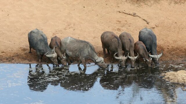 African of Cape buffaloes (Syncerus caffer) drinking at a waterhole, Kruger National Park, South Africa
