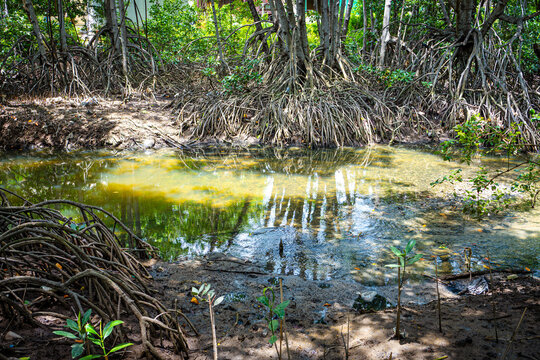 Tropical green mangrove tree forest gren leaf nature landscape