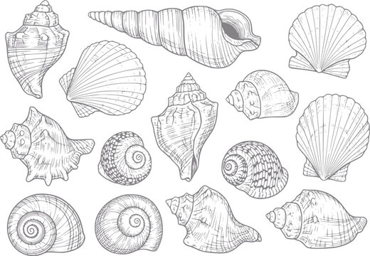 Collection of hand-drawn seashells in style