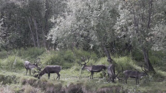 a herd of reindeer grazing on the banks of the chena river near fairbanks, alaska of the usa
