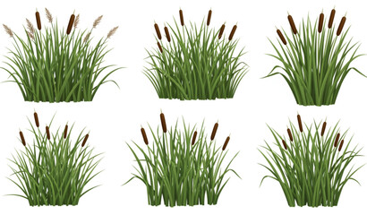 Scirpus Reed Thicket Vector Set Realistic Wetland Plants for Coastal and River Landscapes © ajgar
