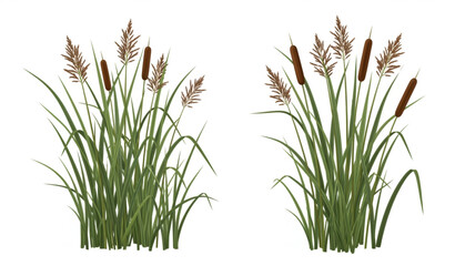 Realistic Scirpus Reed Thickets Vector Illustration Wetland Aquatic Vegetation Isolated on White © ajgar