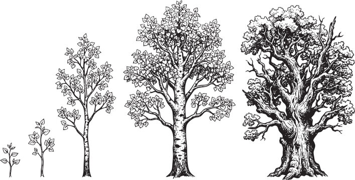 Detailed black line art of four versions of Pando Aspen Grove arranged side by side, different ages, intricate ink drawing.