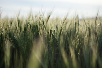 Fototapeta premium Close up of young green wheat on the field