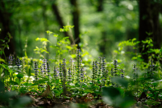 Bugleweed in forest.
