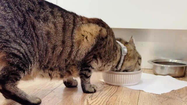 Tabby Cat with Collar Eating from Ceramic Bowl on Wood Floor Indoors
