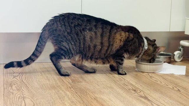 Tabby Cat with Collar Eating from Ceramic Bowl on Wood Floor Indoors