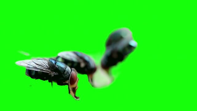 Macro shot of housefly on green screen background