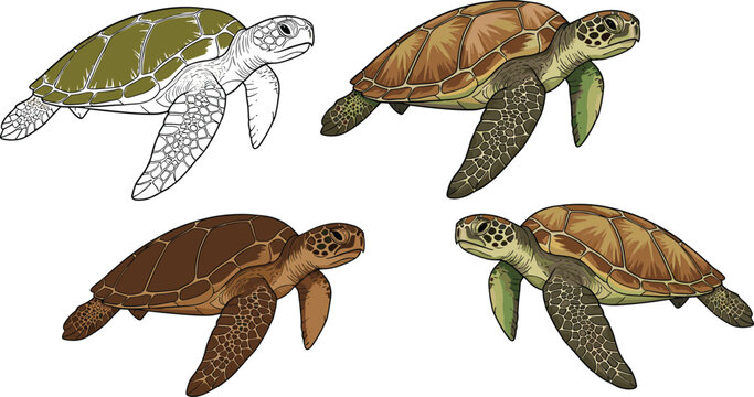 Sea Turtle Vector Set with Four Illustrations Including Outline and Colored Versions for Marine Life Design