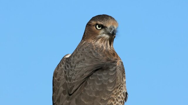 Portrait of an immature pale chanting goshawk (Melierax canorus) against a blue sky, Kalahari desert, South Africa