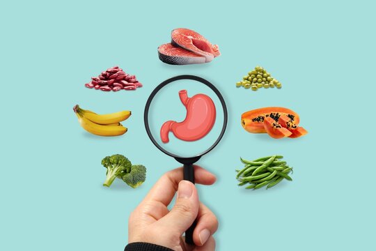 Stomach health nutrition concept with digestive organ illustration and nutrient rich foods including salmon, papaya, broccoli, beans and bananas for digestive wellness