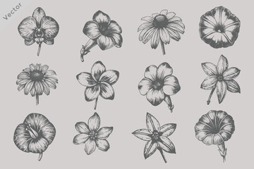Obraz premium Vintage Floral Bloom Illustration Bundle Featuring Botanical Hand Drawn Flowers in Retro Engraved Style for T Shirt Pattern Packaging and Wedding Design Projects