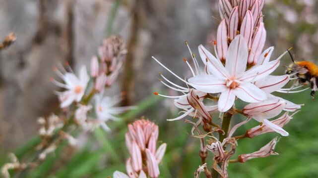 Delicate white asphodel flower blooming on a tall stem in a wild meadow, elegant botanical close up, springtime nature beauty, serene floral scene, fresh natural bloom.