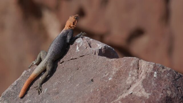 a wide shot of a male rock agama lizard sunning itself on a boulder at twyfelfontein in namibia, africa