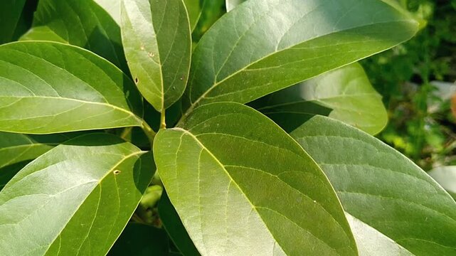 Young avocado plant in small pot for home decoration