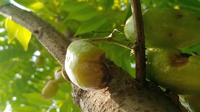 Sliced Averrhoa bilimbi fruits background top view