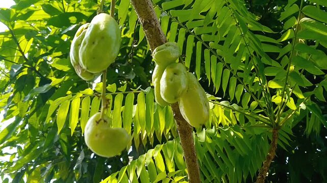 Bunch of Averrhoa bilimbi hanging on the tree branch
