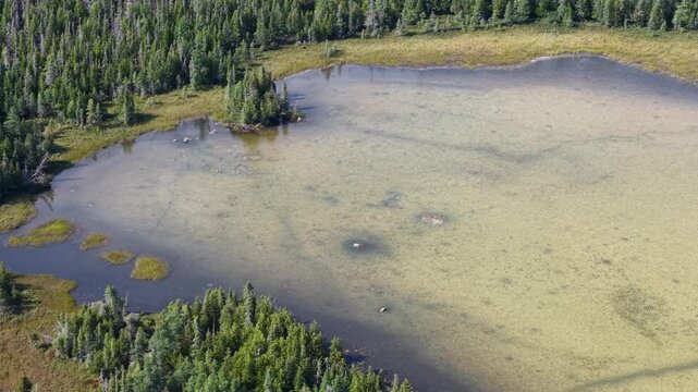 Aerial shot of wilderness lakes and woodlands near Hessel, Michigan, with streams leading to Lake Huron.