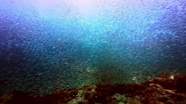 A mesmerizing underwater view of thousands of tiny silver fish schooling tightly together just above a dark coral reef.