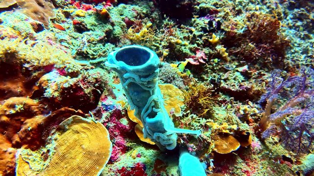 Close up shot of a distinct light blue tube sponge structure rooted among colourful hard corals and textured reef rock.