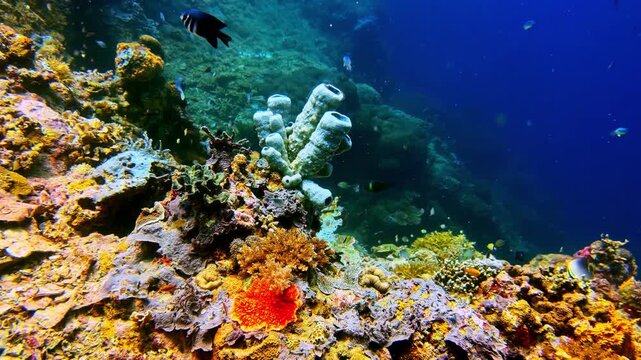 A wide underwater shot showcasing a healthy, biodiverse coral reef system teeming with life.
