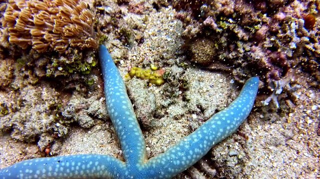 A detailed close up shot of a bright blue Linckia starfish lying flat against a sandy and rubble filled seabed.