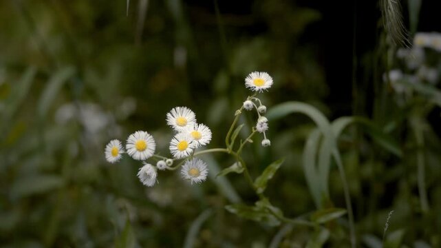 Cinematic View of White Fleabane Flowers in Nature